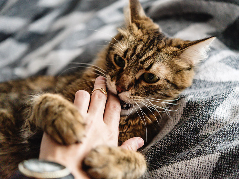 5 Common Cat Behaviors Issues Explained