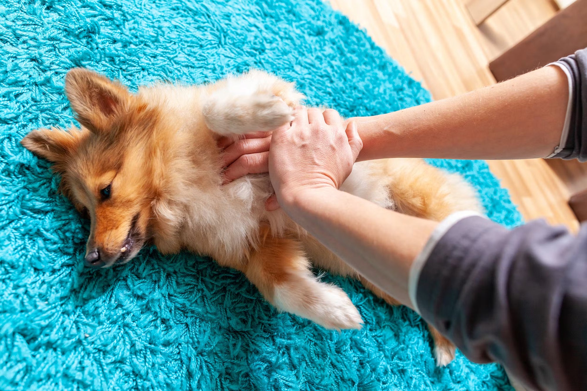 Saving Paws: A Comprehensive Guide to Pet CPR for Every Pet Parent