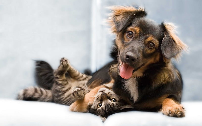 Tail Tales: Adventures in Doggy and Kitty Parenthood