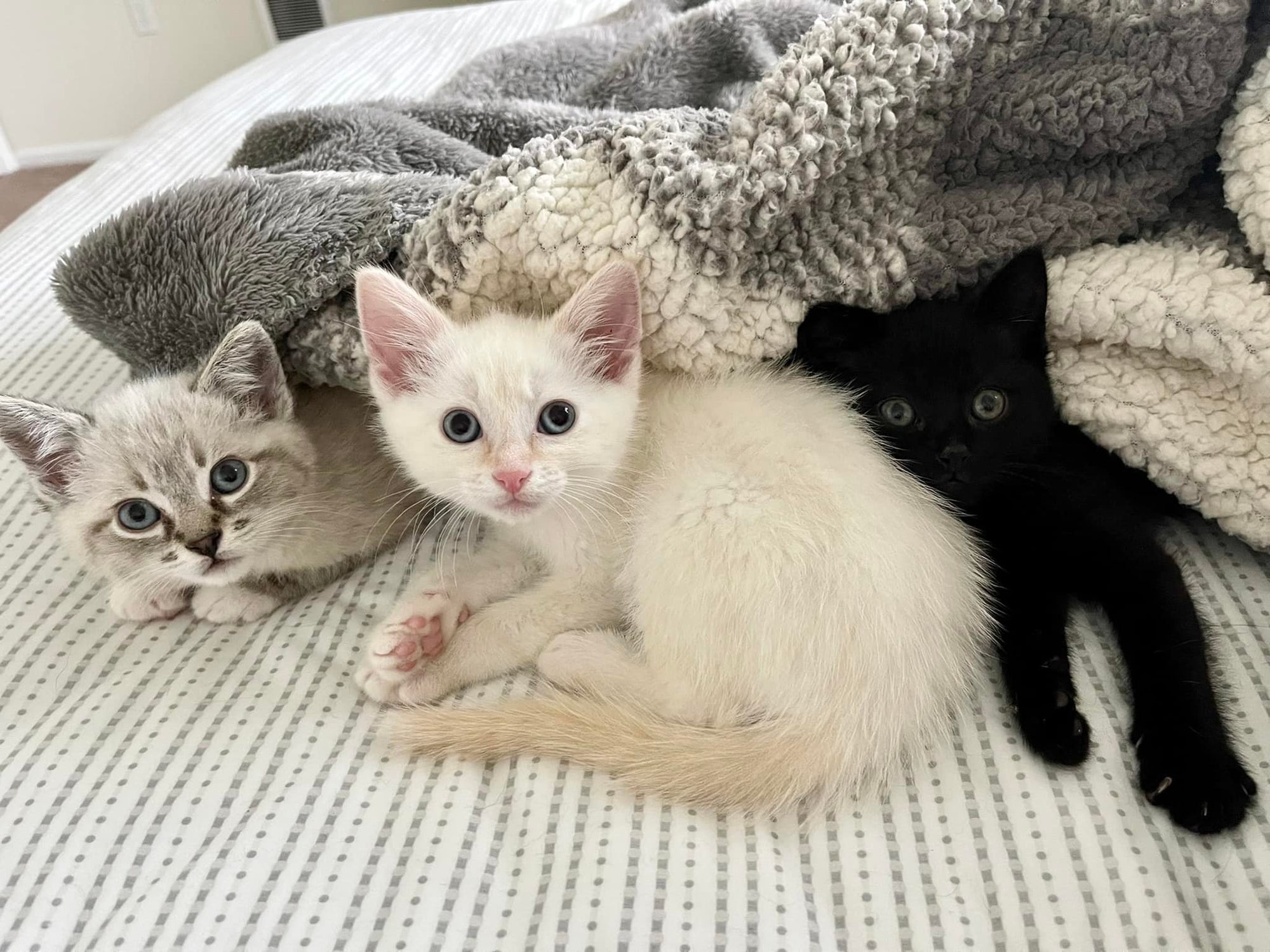 What Is Kitten Season? (And How You Can Help)