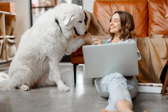 Trust-Building Petting Techniques for Dogs and Cats