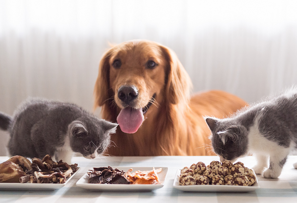 The Ultimate Guide to Pet Nutrition: A Comprehensive Overview