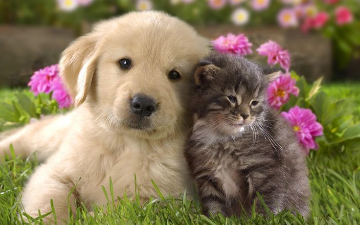 Simple Ways to keep your pets healthy &