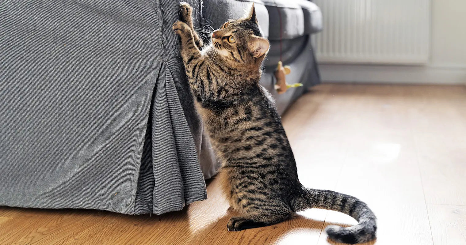 How Can I Protect My Furniture from Cat Scratching?