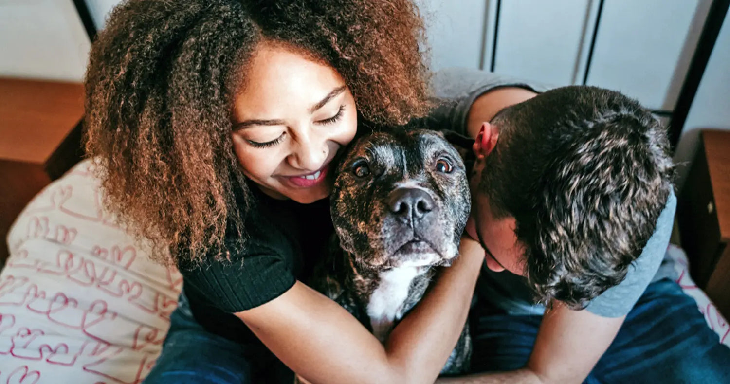 10 Most Affectionate Dog Breeds That Will Adore You