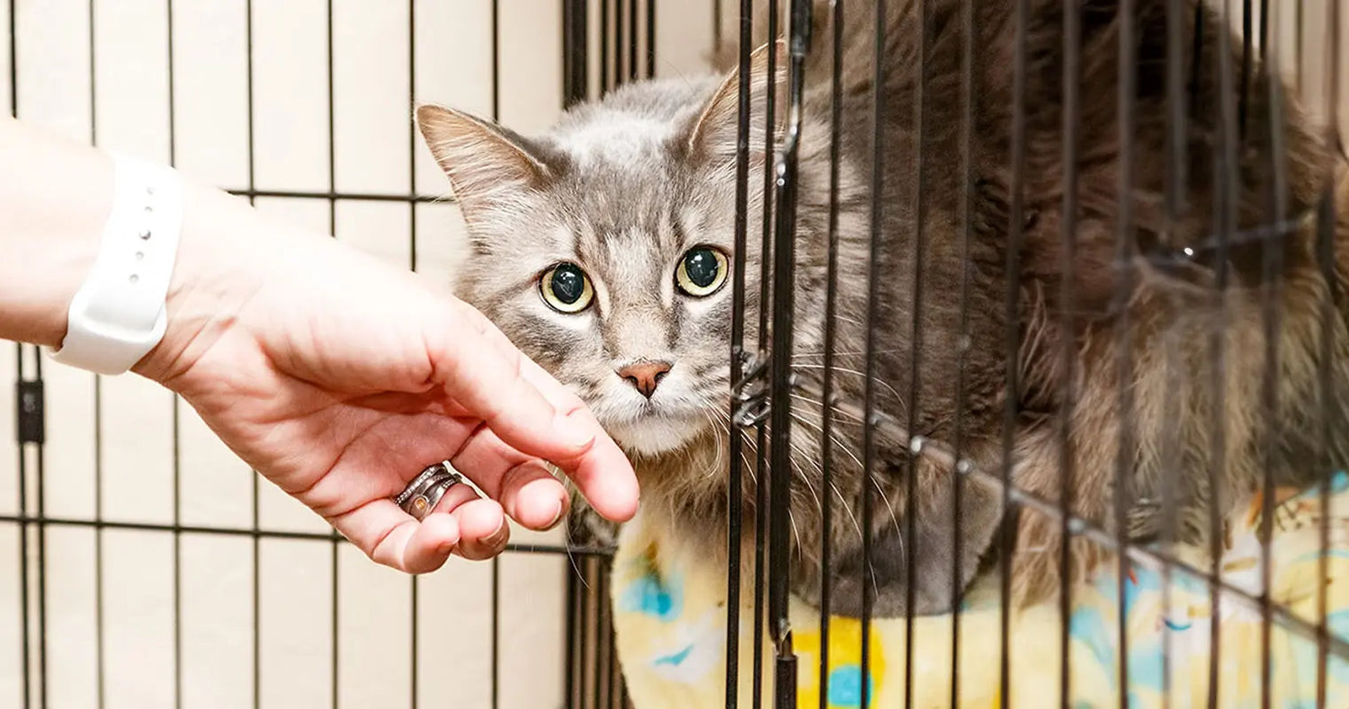 10 Vital Questions to Ask When Adopting a Cat from a Shelter