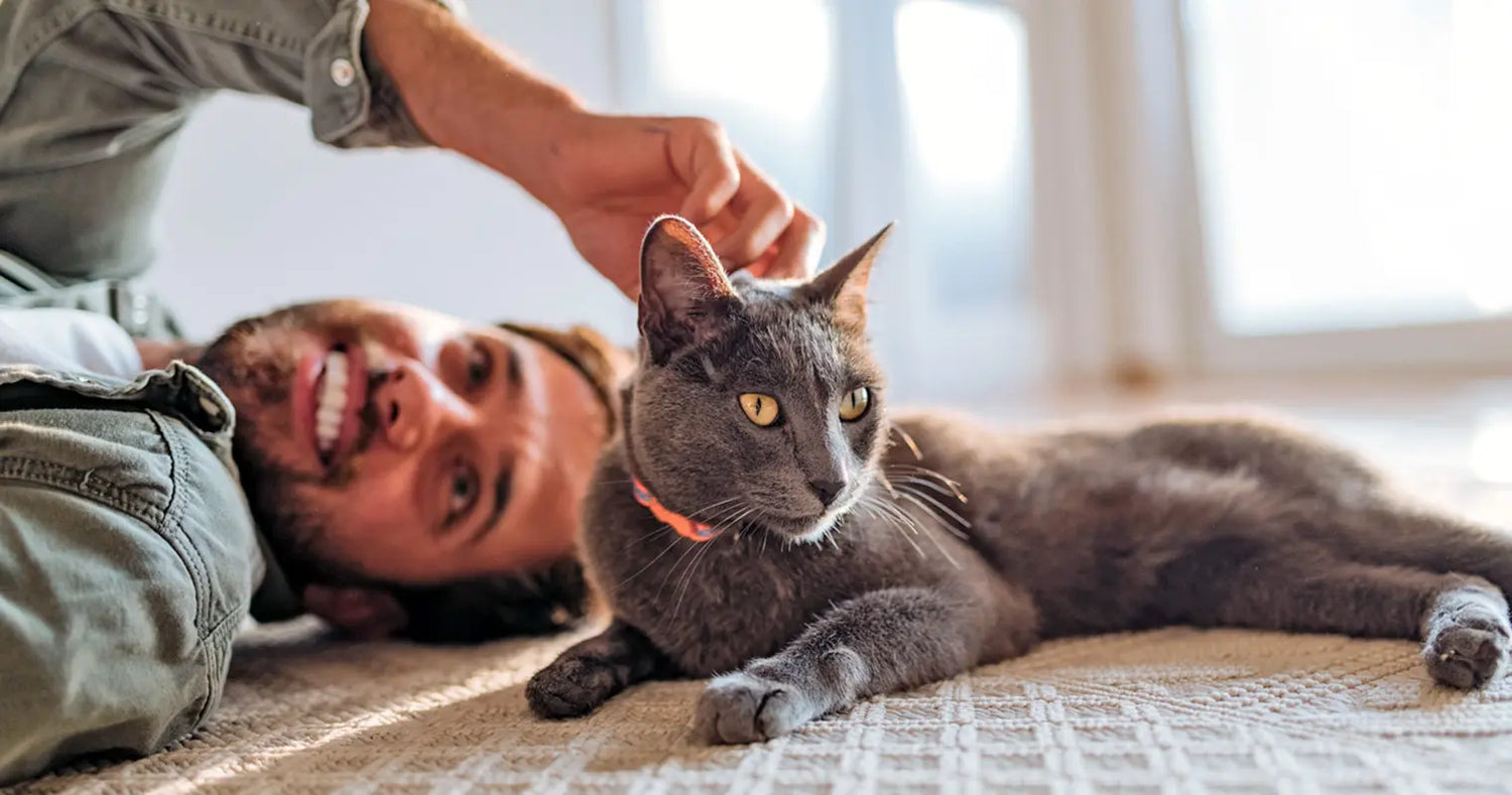 A Guide to Adopting a Diabetic Cat