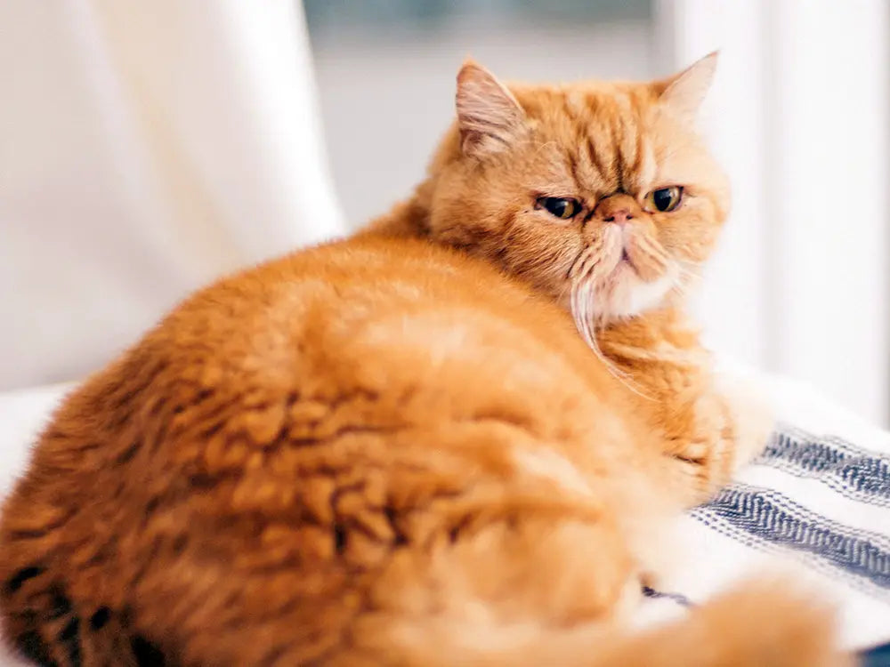 How Do You Fix Cat Behavior Problems?