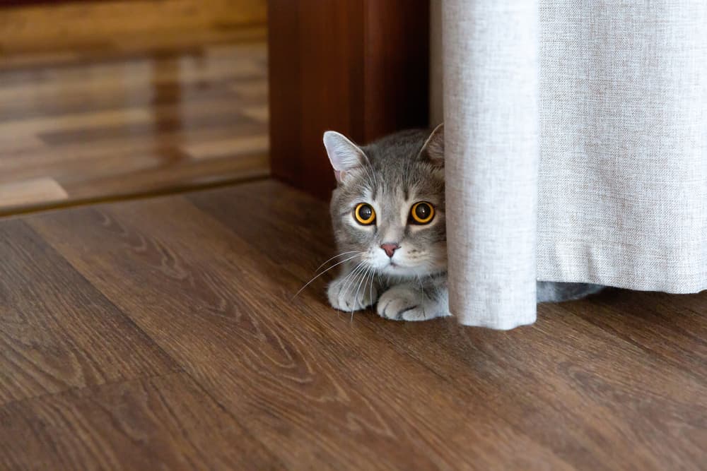 Why Is My New Cat Hiding?