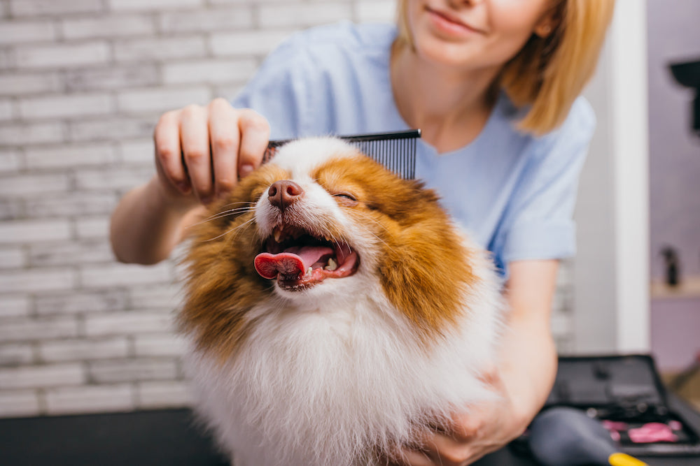 Expert Guide to Mastering Pet Grooming