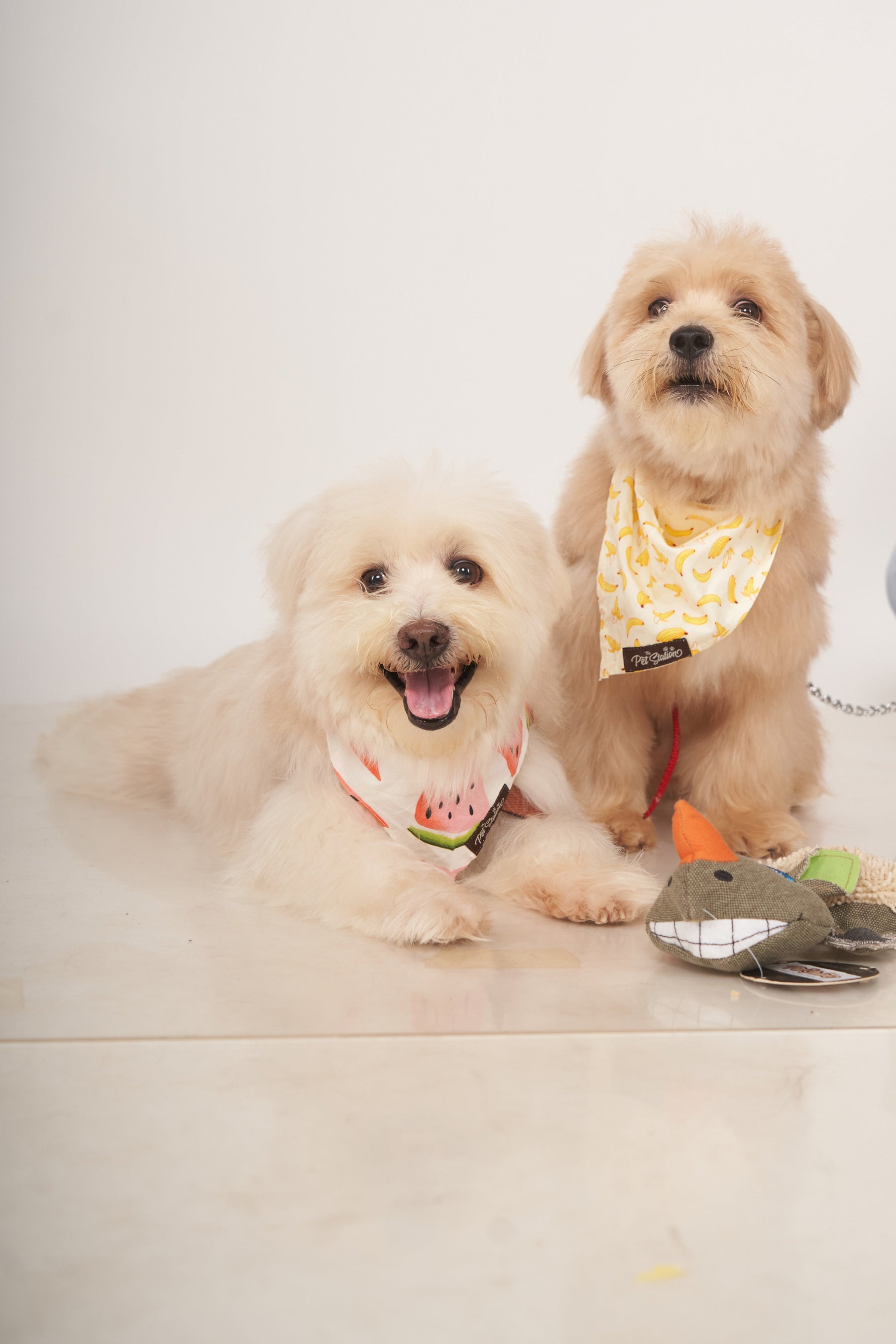 Banana Printed Bandana - Premium Accessories from The Pet Station 