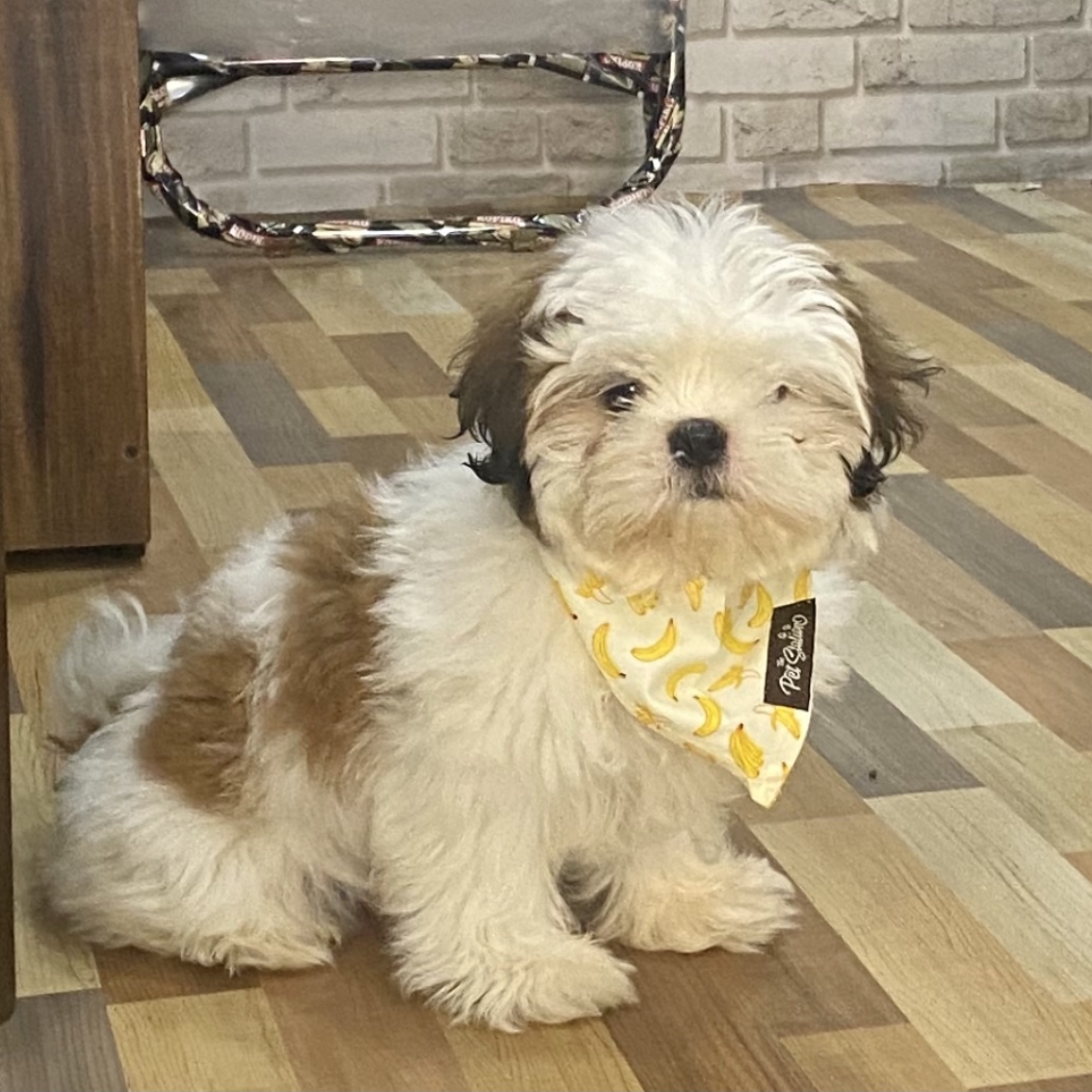 Banana Printed Bandana - Premium Accessories from The Pet Station 