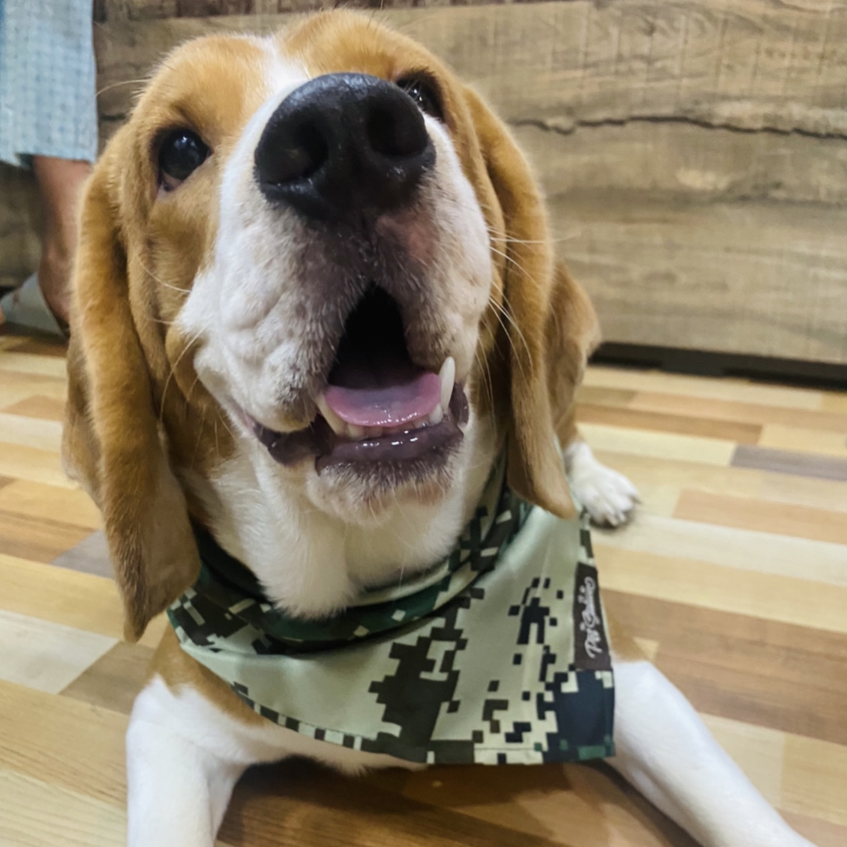 MILITARY PRINED BANDANA - Premium Accessories from The Pet Station 