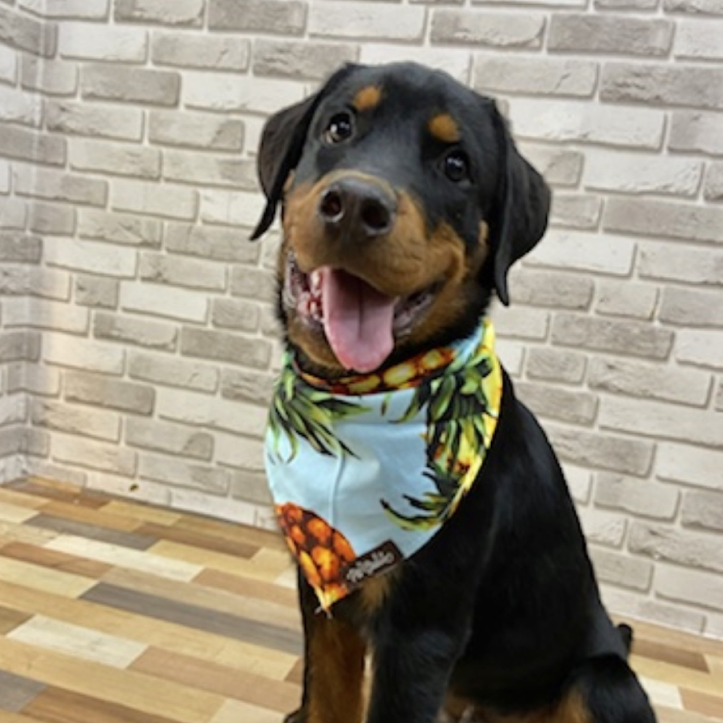 Pineapple Printed Bandana - Premium Accessories from The Pet Station 