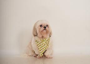 Kiwi Printed Bandana - Premium Accessories from The Pet Station 