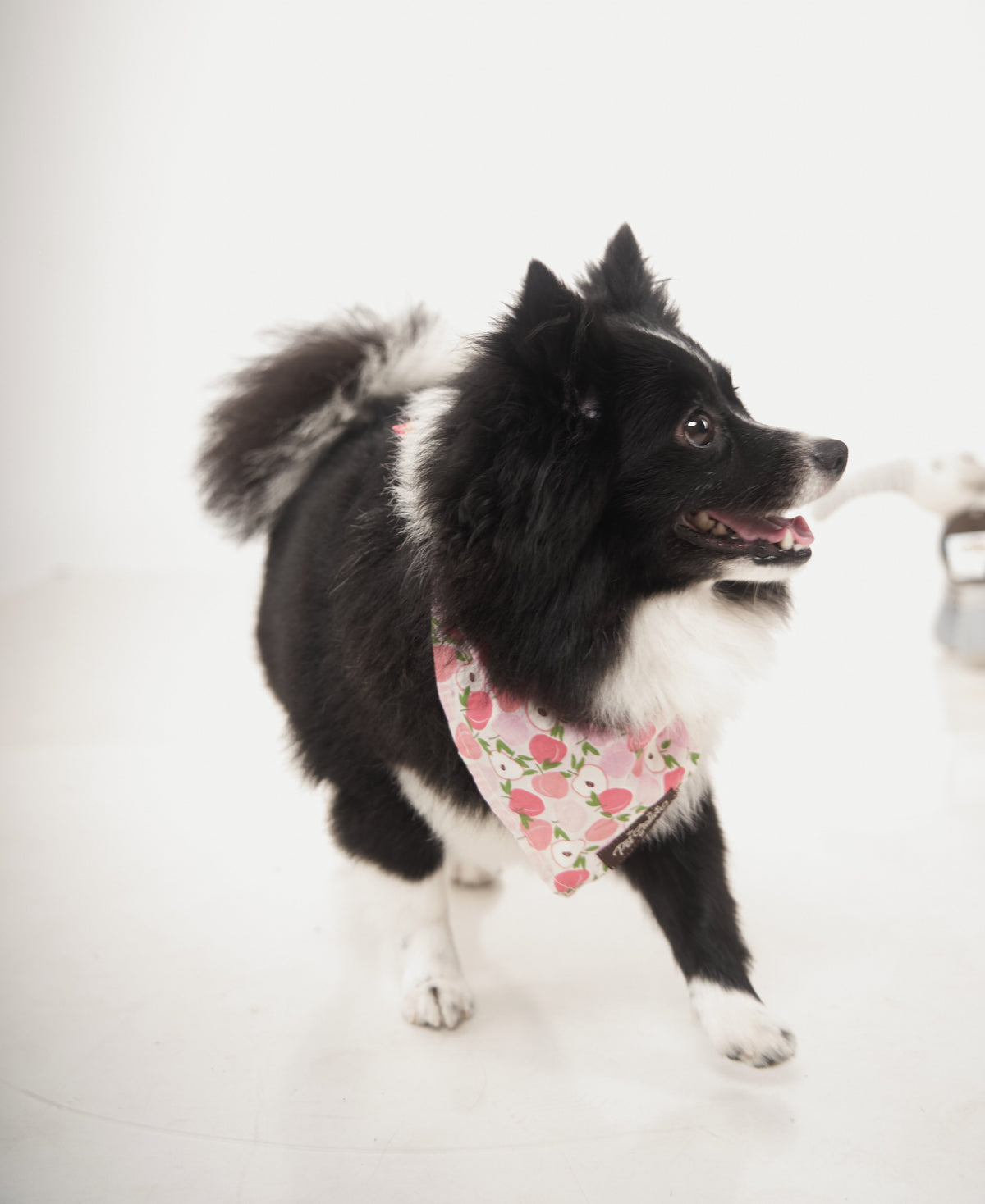 Apple Printed Bandana - Premium Accessories from The Pet Station 